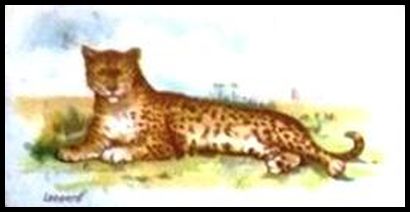 00WWAW Leopard.jpg